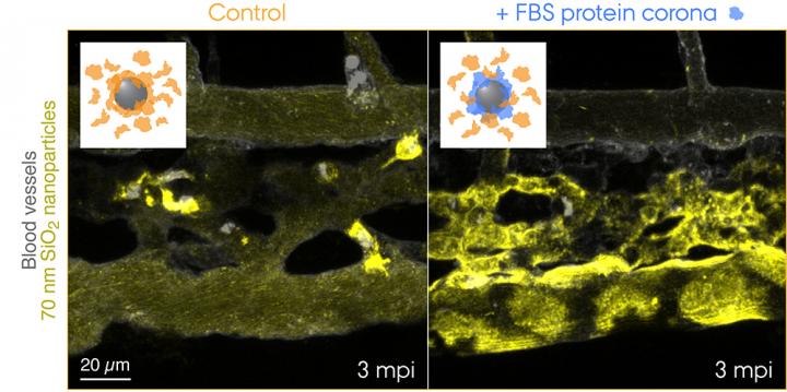 Transgenic zebrafish embryos