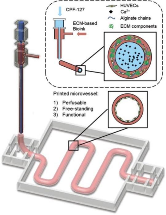 Coaxial cell-printed vessels using HUVECs-laden VdECM/alginate hybrid bioink