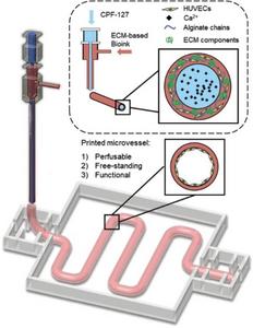 Coaxial cell-printed vessels using HUVECs-laden VdECM/alginate hybrid bioink