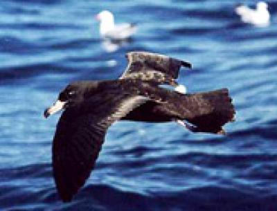 Fresh-Footed Shearwater Seabird