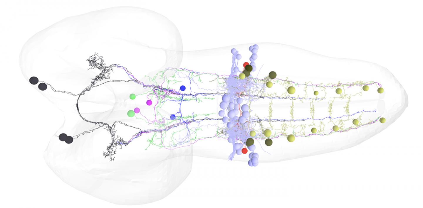 <em>Drosophila</em> Motor Neurons