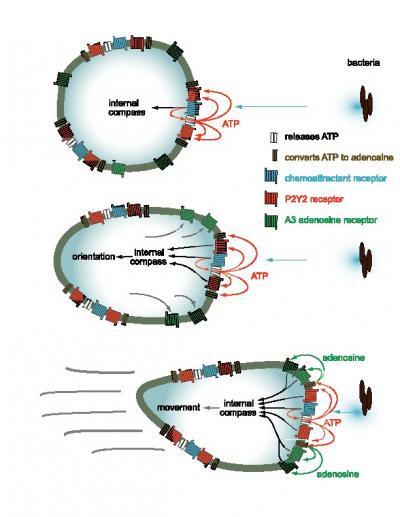 Neutrophils