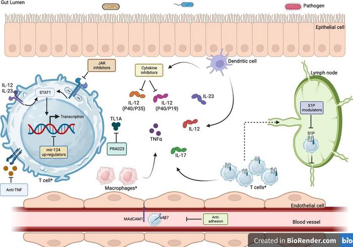 Overview of the mechanisms of action for new and future therapies in the management of inflammatory bowel disease.