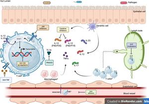 Overview of the mechanisms of action for new and future therapies in the management of inflammatory bowel disease.