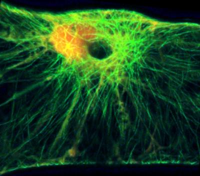 Cytoskeleton of a Barley Cell