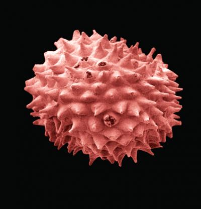 Animal, Vegetable or Mineral?