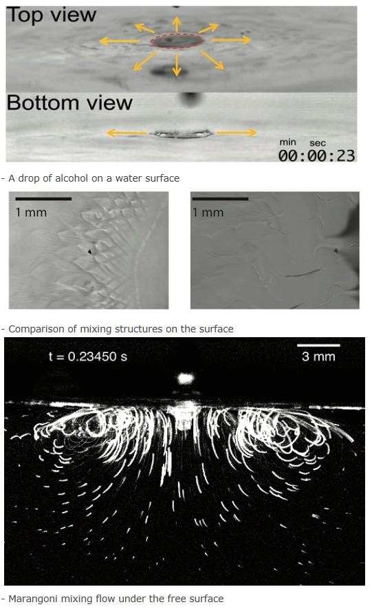 Marangoni-Driven Convection Flow Generated at the Interface between Water and Alcohol, and the Flow 