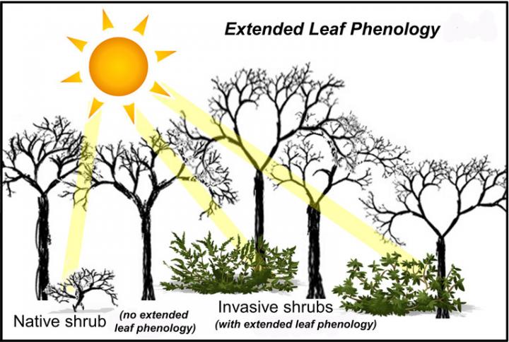 Forest Schematic