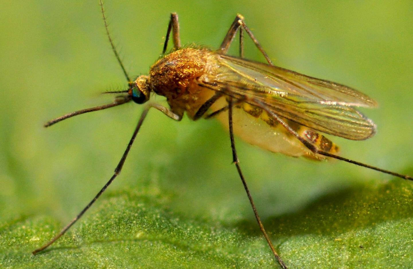 <i>Culex pipiens</i> Mosquito