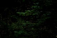 Synchronous Fireflies 2