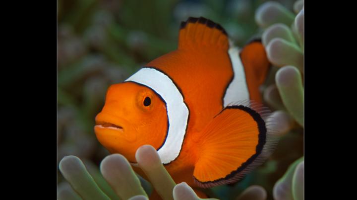 Juvenile Clownfish