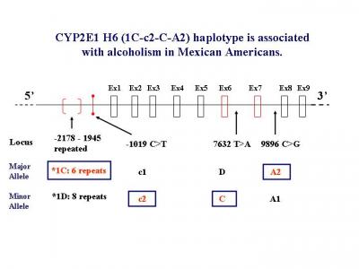 CYP2E1 H6 (1C-c2-C-A2) Haplotype is Associated With Alcoholism in Mexican Americans