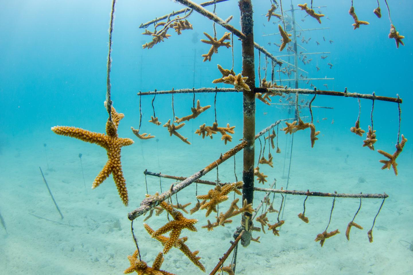 Staghorn Corals