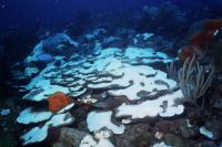 Global Warming Causes Outbreak of Rare Algae Associated with Corals, Study Finds (2 of 2)
