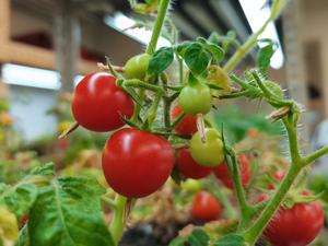 Micro-Tom tomato planted in a greenhouse