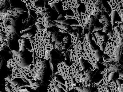 A Scanning Electron Micrograph of Wood Decayed by White Rot