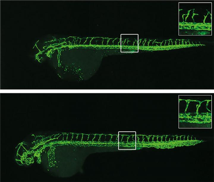 Zebrafish Larva