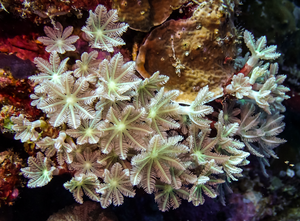Soft sea corals are make thousands of drug-like compounds