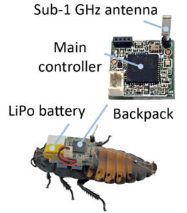 Electronic “backpack” that will help the cyborg insect navigate