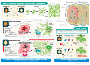 How do nutritional conditions affect neuronal development?