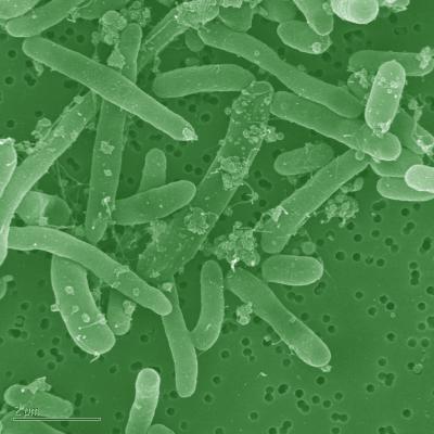 <I>E. coli</I> Biodiesel Close Up