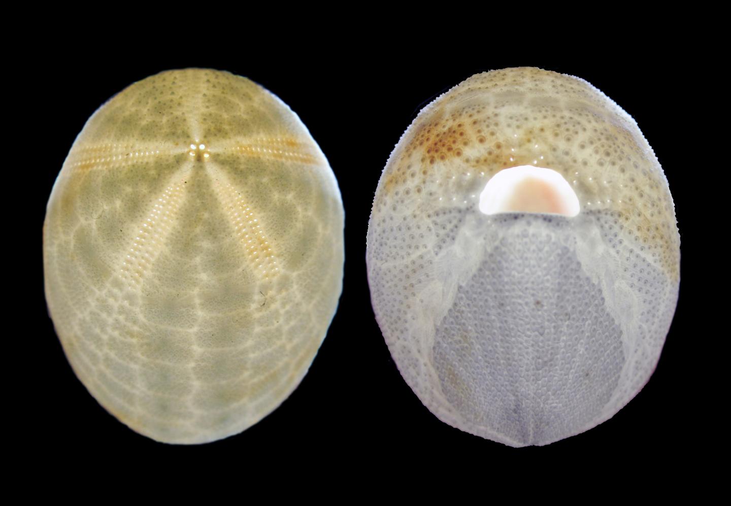 New Heart Urchin from the Verde Island Passage