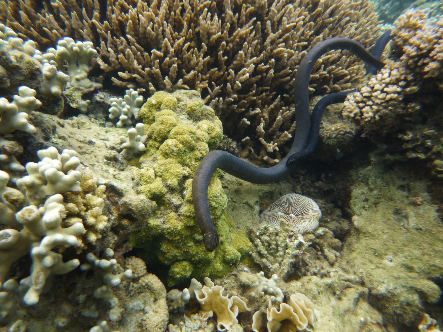 Turtle-Headed Sea Snakes