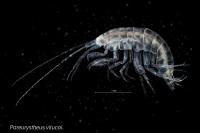Two New Crustacean Species Discovered on Galician Seabed (2 of 2)