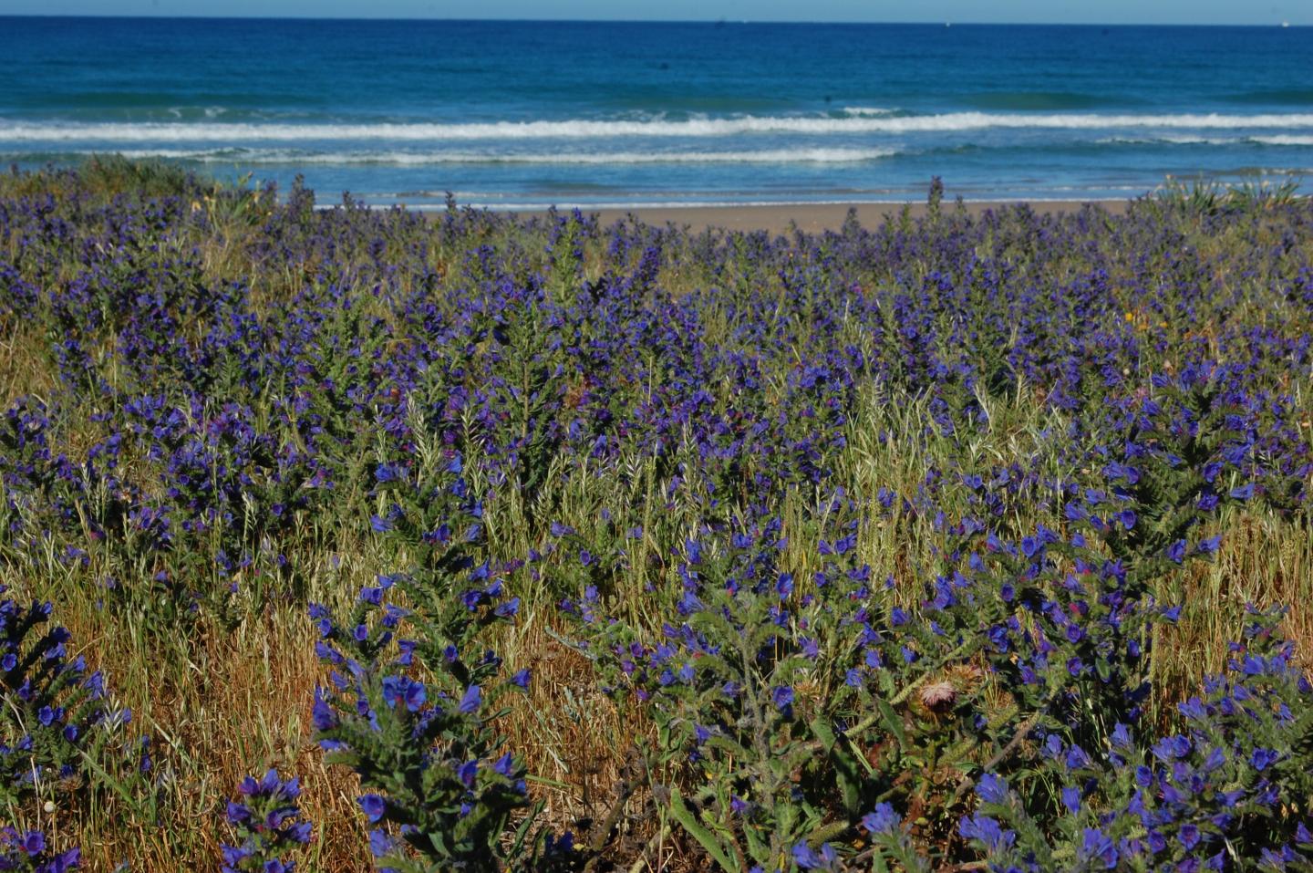 Coastal Plants