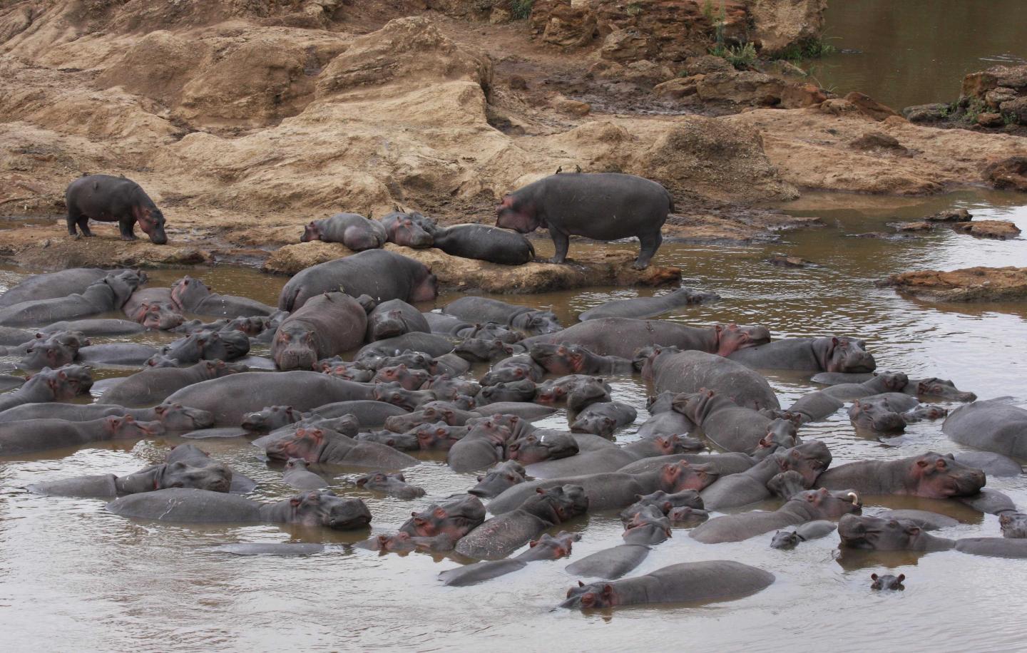 Hippo Pool