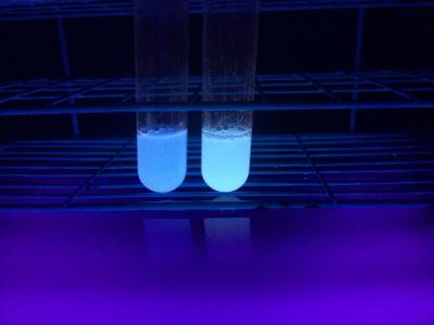 Tubes of <i>E. coli </i>