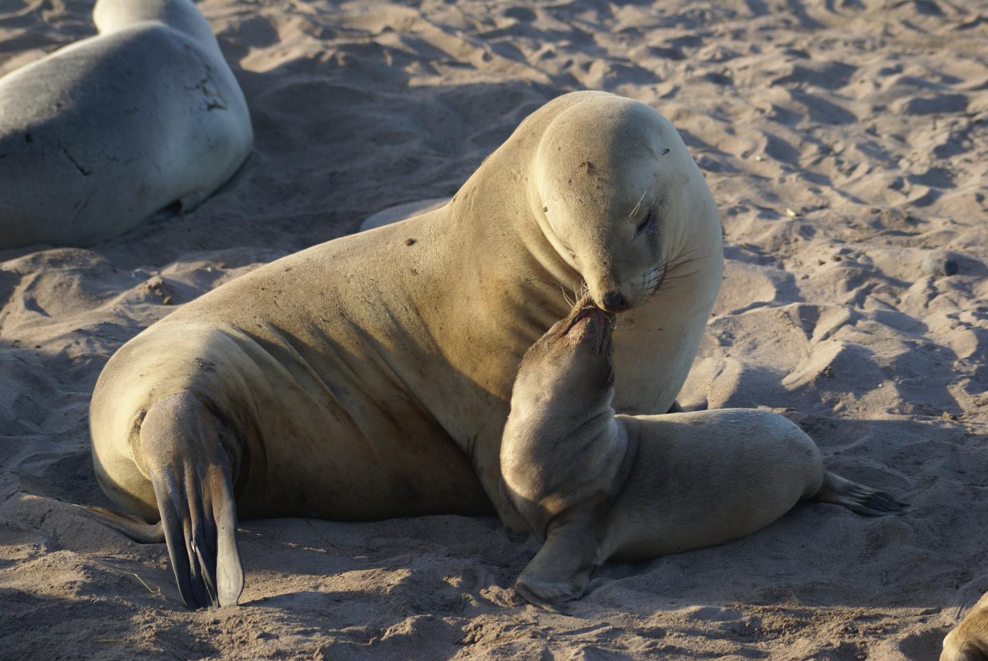 Endangered New Zealand Sea Lions