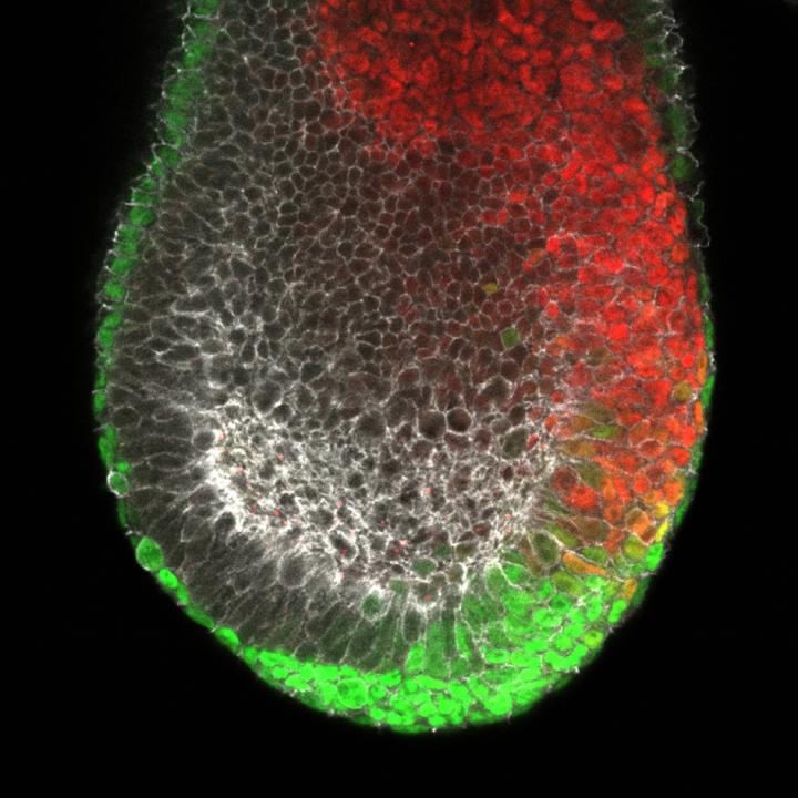 forming endoderm and mesoderm