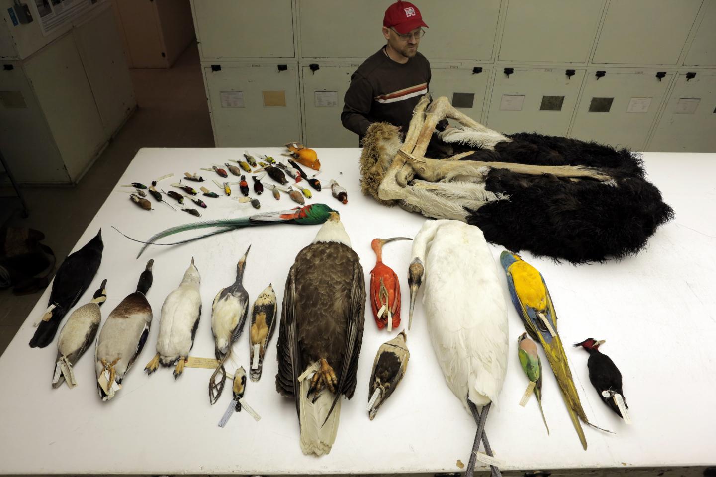 Birds at Smithsonian