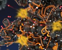A Novel Composite of Multiwalled Carbon Nanotubes and Carbon Black