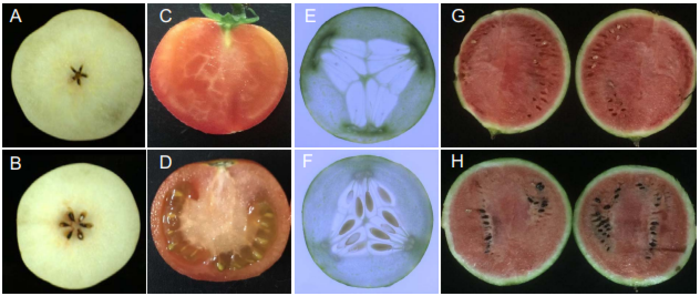 Figure 1. Formation of seedless fruit in horticultural crops by the generation of parthenocarpic lines.