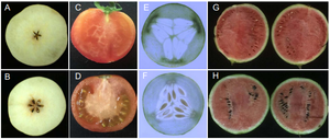 Figure 1. Formation of seedless fruit in horticultural crops by the generation of parthenocarpic lines.