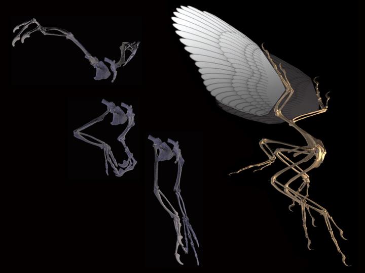 Digitized Archaeopteryx