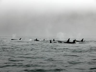 Killer Whales