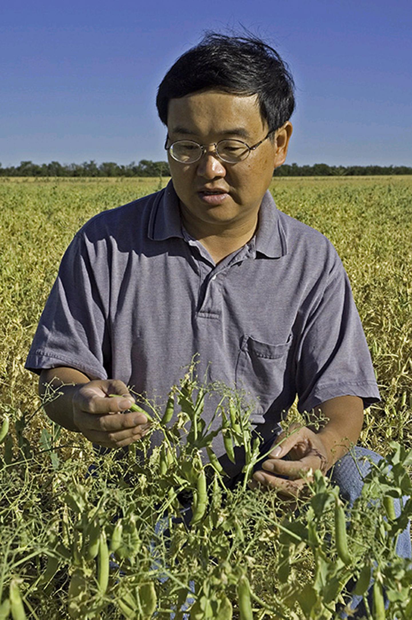Chen in Montana Pea Field