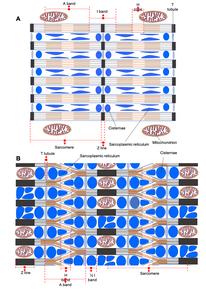 Comparison of the organisation of "classic" skeletal muscle with parallel myofibrils and sonic muscle with lattice myofibrils in Parophidion vassali.