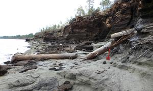 The trunk of an ancient larch tree lies exposed on the muddy banks of the river Ob in Siberia.