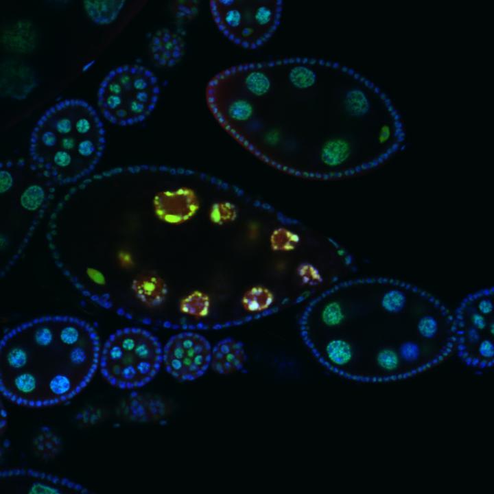 Fruit Fly Species Can Learn Each Other's Dialects