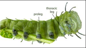 How do caterpillars acquire chubby legs