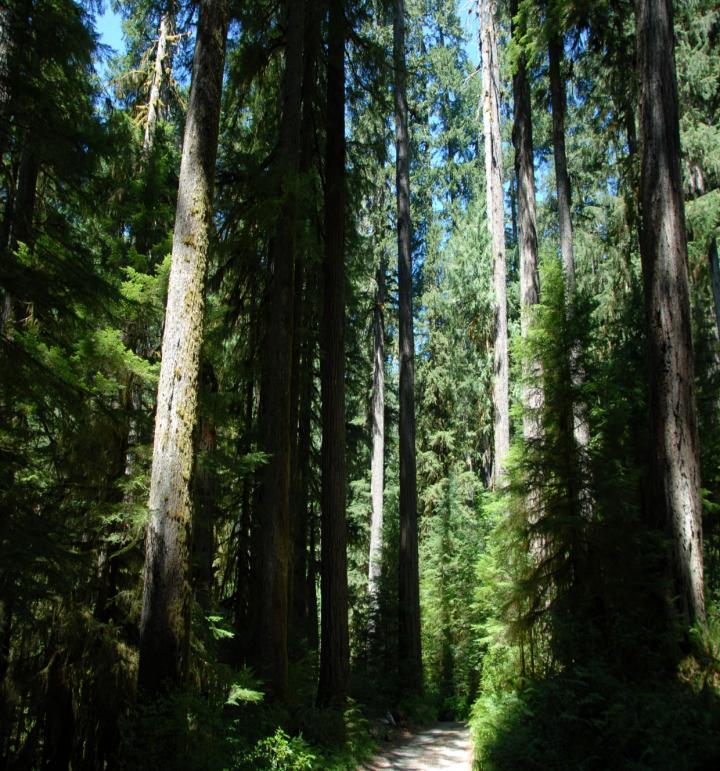 Mature Mesic Temperate Forest in Western Oregon, USA
