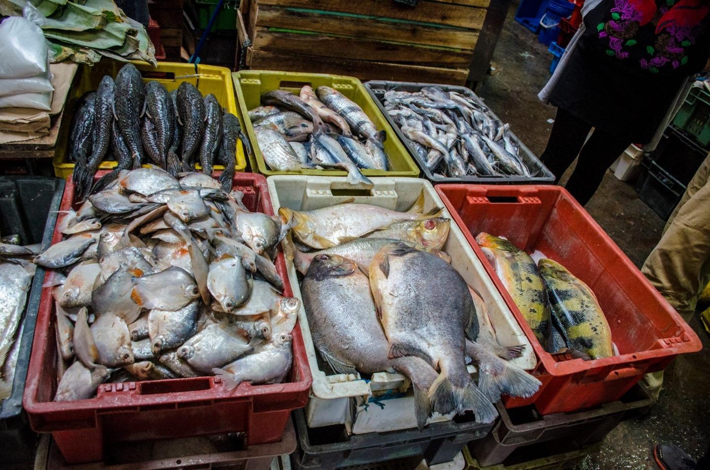 Fish market in Lima, Peru.