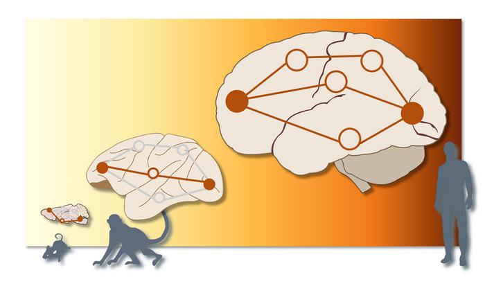 In the mouse and macaque brains, information was sent along a single “road”, while in humans, there were multiple parallel pathways between the same source and target.