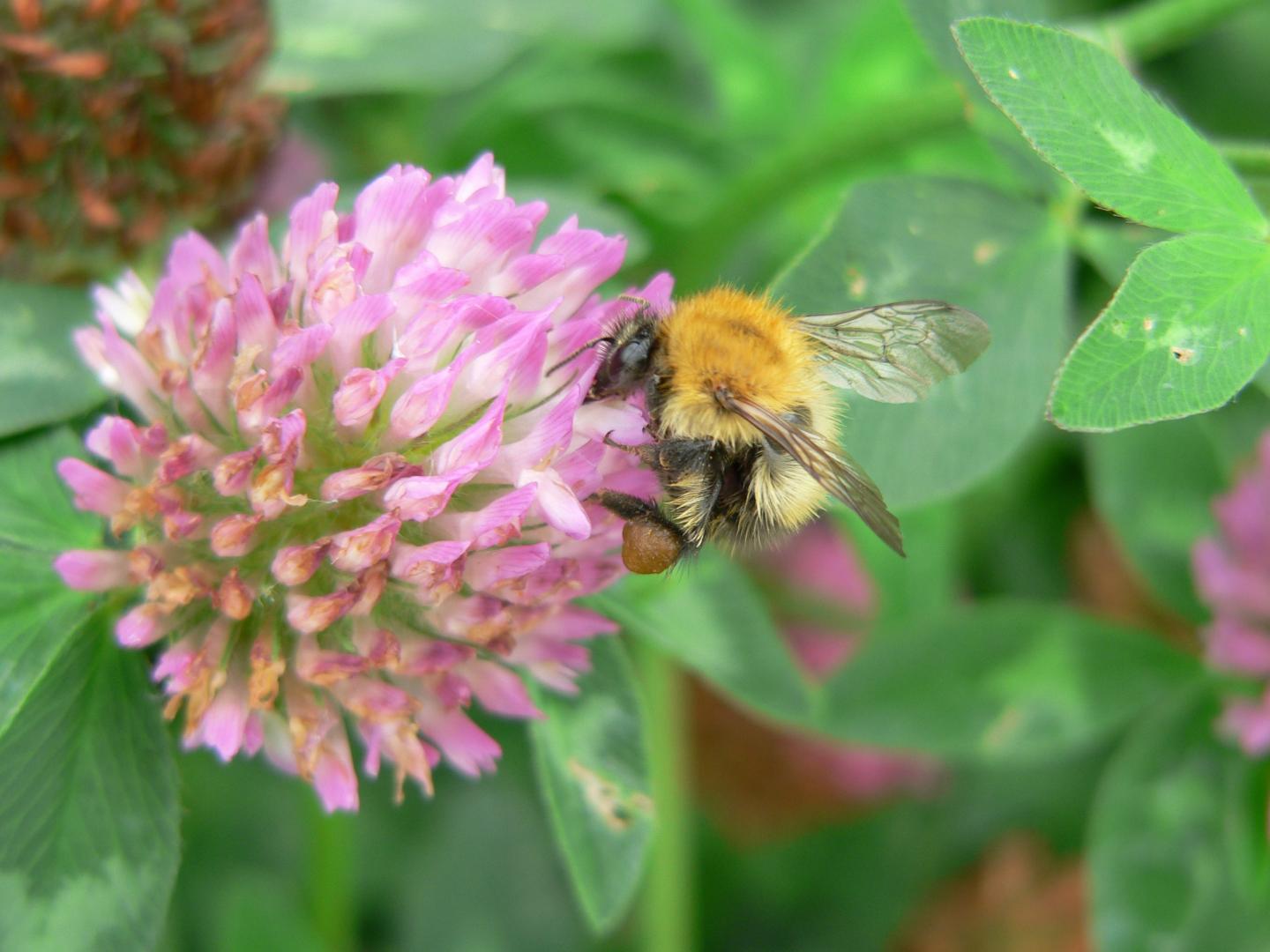 <i>Bombus pascuorum</i>
