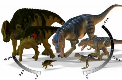 Hypacrosaurus Growth