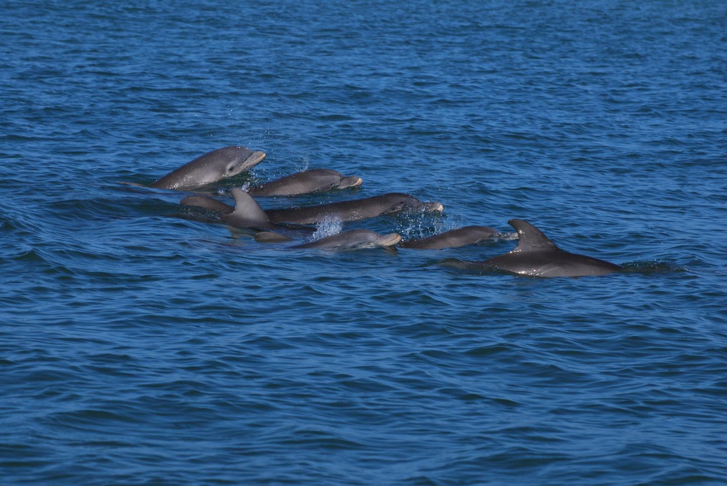 Bottlenose Dolphins